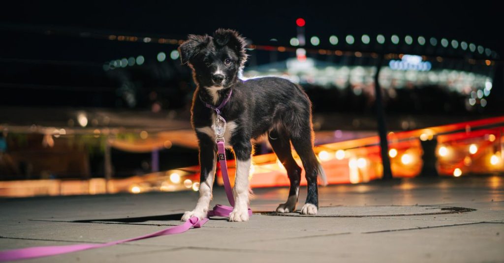 כמה עולה רישוי כלב ברשות המקומית? אגרות וקנסות 2026
